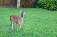 Crown Arch Deer