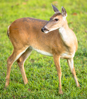 Deer 9-10-24