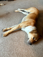 Burt The Great